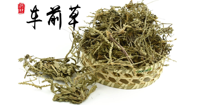 车前草的作用和功效,中药养生保健,中药材价格,中药材批发,中药饮片